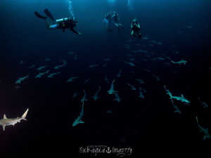 Blue Hole Divers Surprise.  
Atlantic Sharp Nose Sharks by Jan Morton 